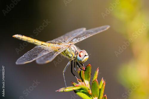 Dragonfly (Orthetrum chrysostigma) perched on leaves of succulent plant.