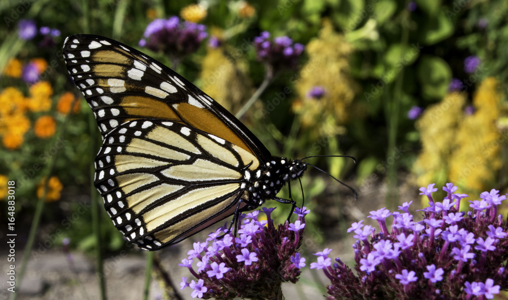 Obraz premium Monarch butterfly 