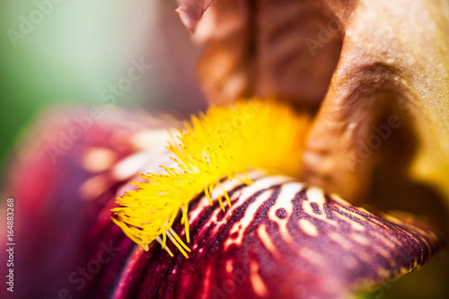 Fototapeta Naklejka Na Ścianę i Meble -  Iris flower