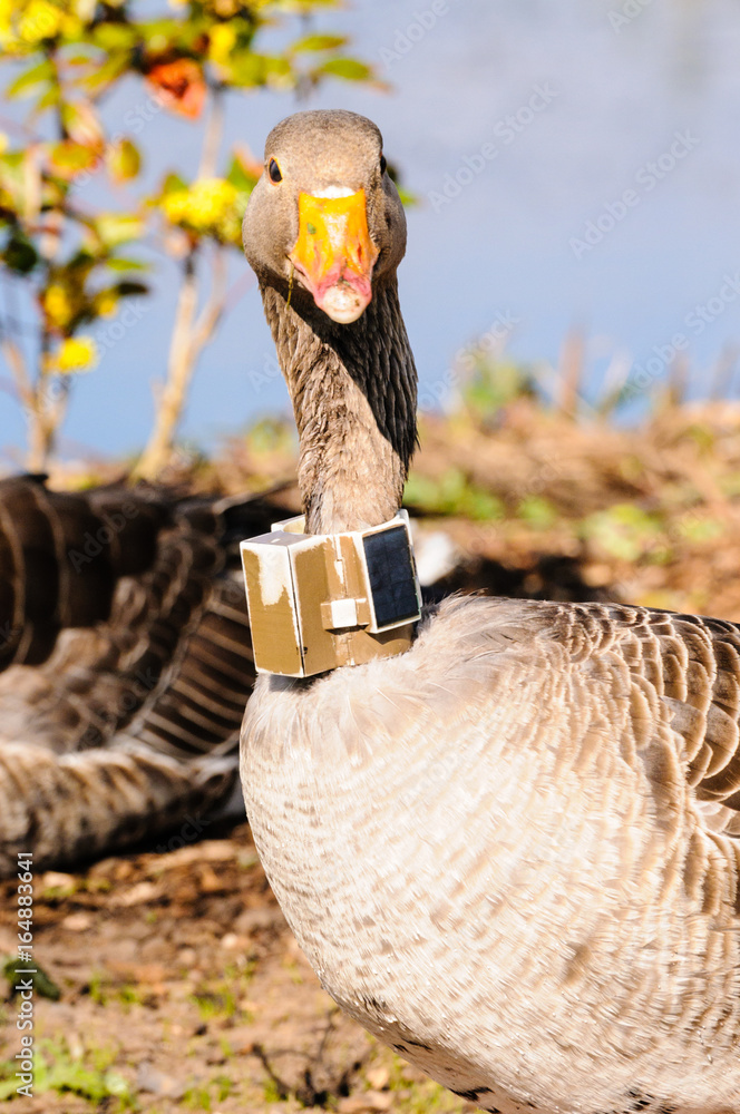 Greylag goose wearing a GPS neck collar tracking beacon to trace its  movements and habits. Stock Photo | Adobe Stock
