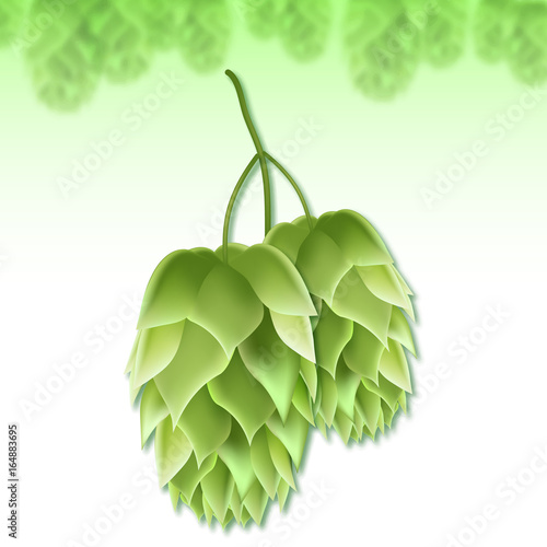 Realistic vector illustration of a hops for beer. Green 3d plant on white background