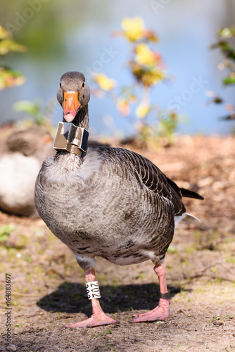 Greylag goose wearing a GPS neck collar tracking beacon to trace its  movements and habits. Stock Photo | Adobe Stock
