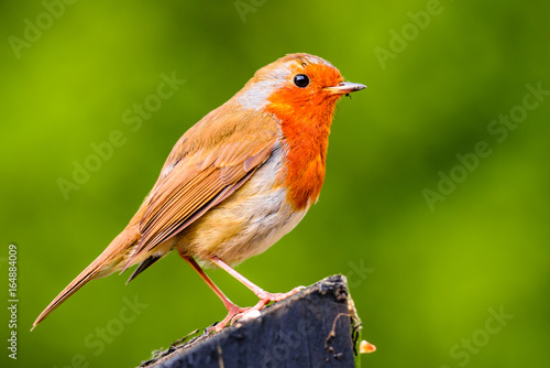 European robin (Erithacus rubecula), also known as Robin redbreast,  perched on a wooden fence post. © Stephen