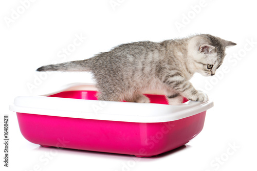 Fototapeta Naklejka Na Ścianę i Meble -  Kätzchen auf der Katzentoilette