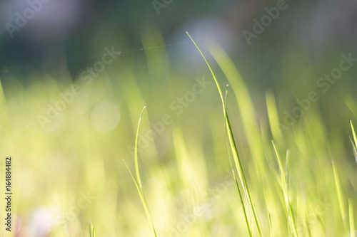 Grass in the light