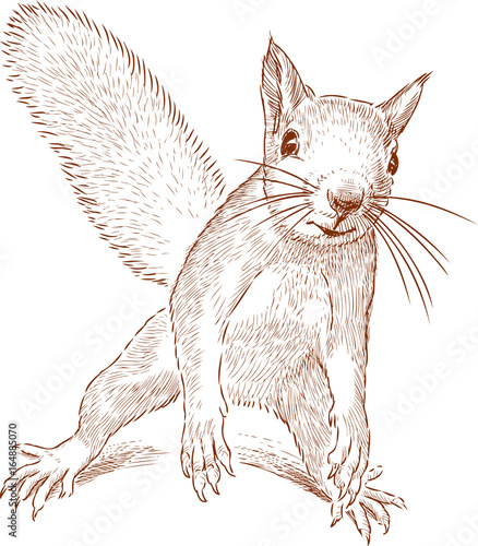 Sketch of a funny forest squirrel