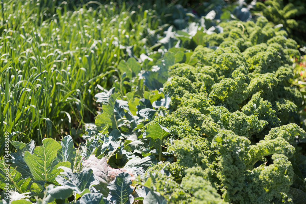 Vegetable plot growing leeks, cabbage and curly kale. Vegetable plot growing leeks, cabbage and curly kale.