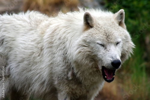 loup blanc gris en train de bailler