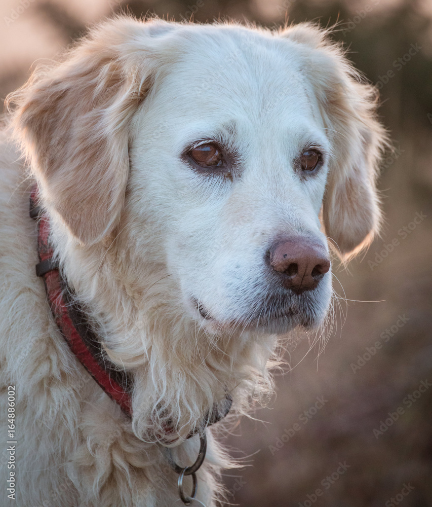 happy dog on morning walk in heathland