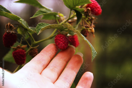woman's hand gather raspberries on a bush. Closeup of raspberry cane. Summer garden in village. Growing berries harvest at farm