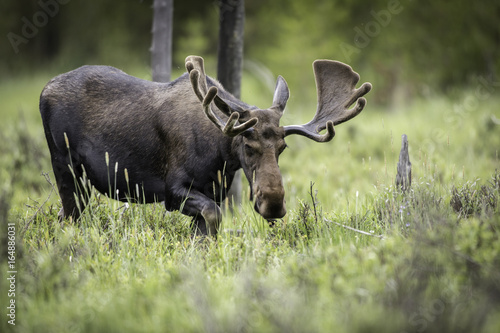 Bull Moose in the Colorado Rockies