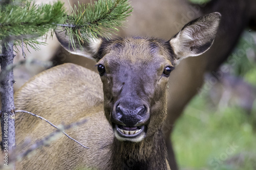 Smiling Elk Cow