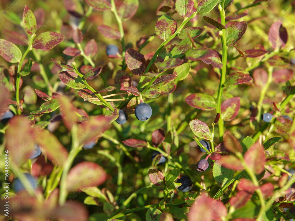 wild blueberry plant close up photographed in Finnish forest wild blueberry plant close up photographed in Finnish forest