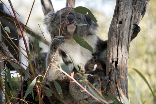 Fototapeta Naklejka Na Ścianę i Meble -  koala and joey