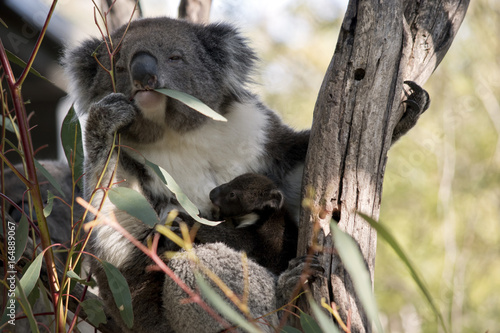 Fototapeta Naklejka Na Ścianę i Meble -  koala and joey