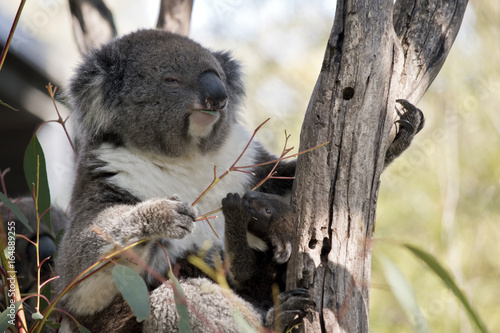 Fototapeta Naklejka Na Ścianę i Meble -  koala and joey