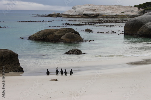 Pingouins à la plage en famille
