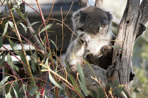 Fototapeta Naklejka Na Ścianę i Meble -  koala and joey