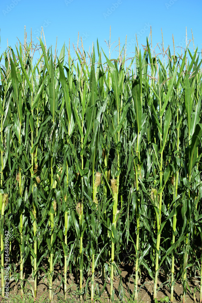 Fototapeta premium Green corn raising in the blue sky