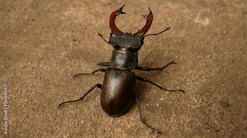 big stag beetle photo