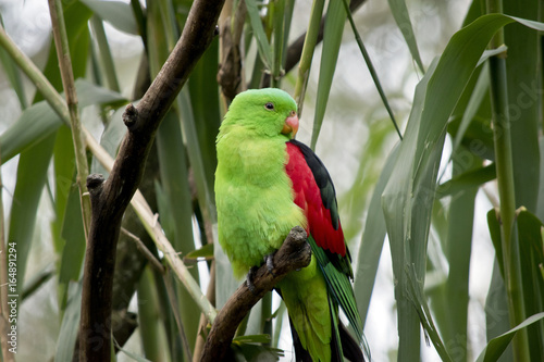 red winged parrot