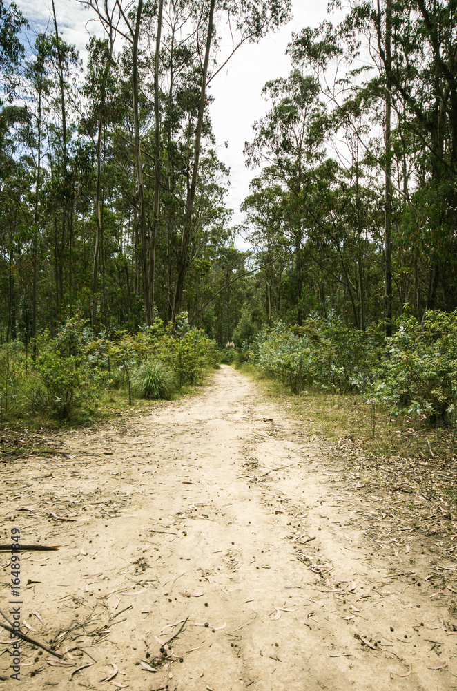 Fototapeta premium Native forest around some of the parks of Quito, Ecuador