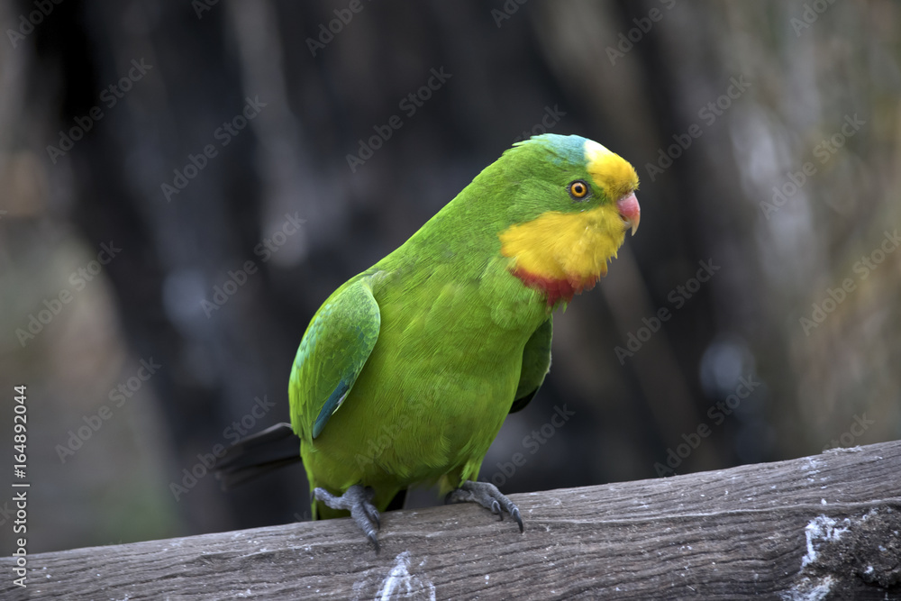 Naklejka premium superb parrot