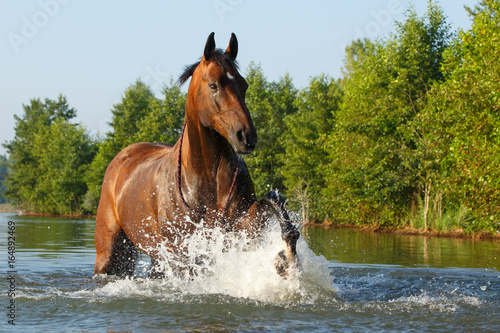 Pferd planscht im See photo