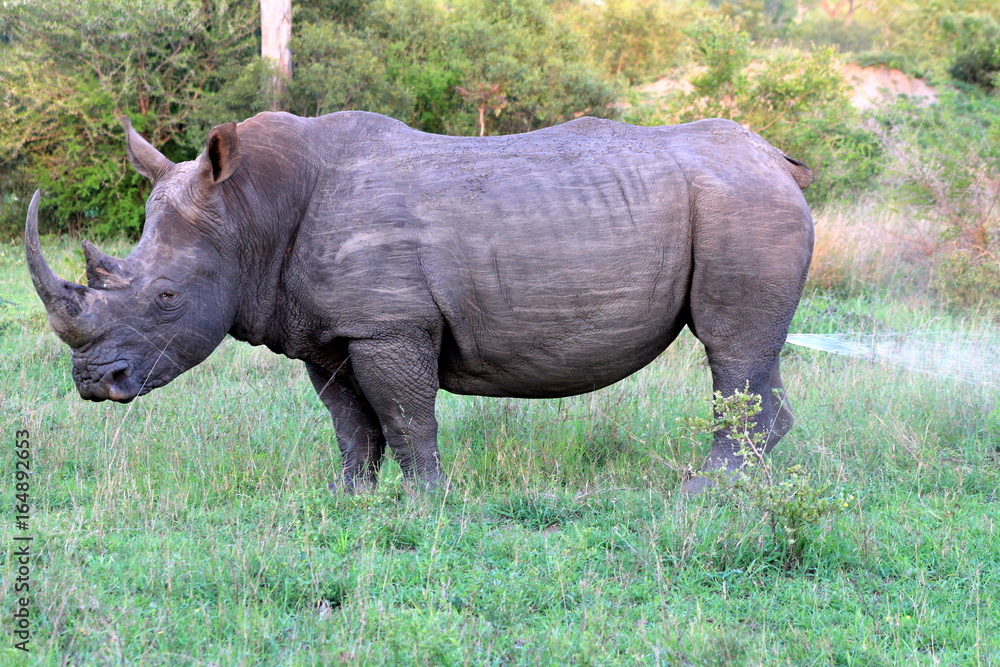 Obraz premium Rhinocéros marquant son territoire dans une réserve privée en Afrique du Sud