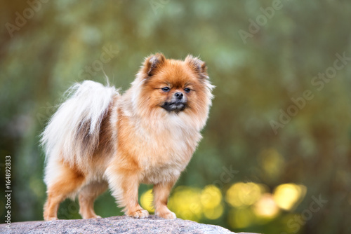 red adorable pomeranian spitz dog posing outdoors