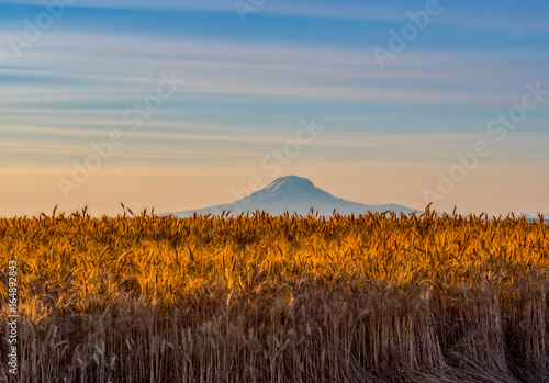 Ready for Harvest in Wasco County, Oregon 