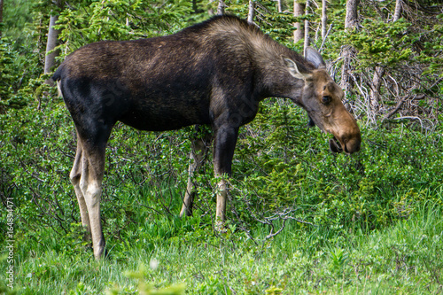Female Moose Grazing