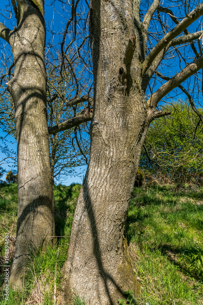 Ash tree trunks.