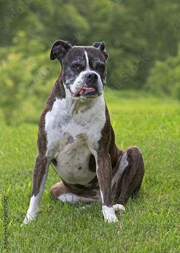 Purebred Senior Boxer dog sitting in grass on a warm summer day.