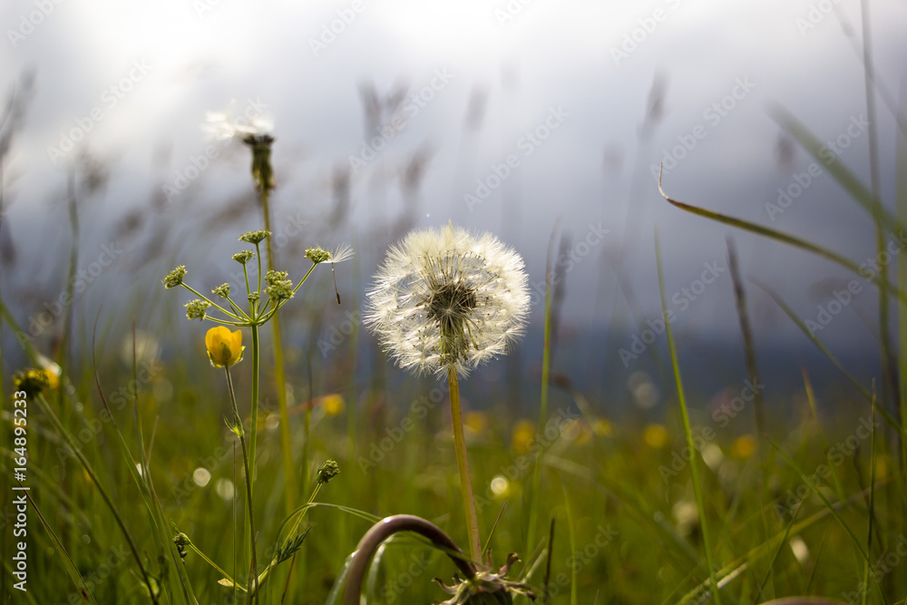 Одуванчик, красивый цветок на зеленой поляне, Растения в дикой природе