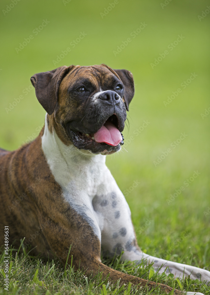 Purebred Boxer puppy dog lying in grass on a warm summer day.