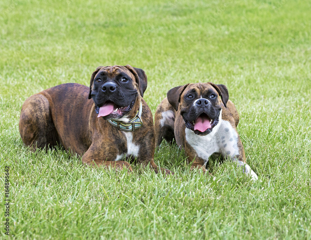 Two purebred Boxer puppy dogs lying in grass on a warm summer day. Two purebred Boxer puppy dogs lying in grass on a warm summer day.