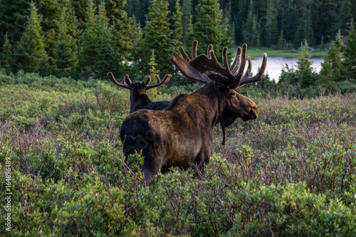 Pair of Bull Moose