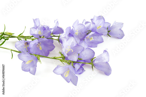 Collection of bell flowers isolated on white background