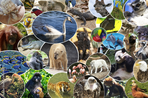 Εκτύπωση καμβά Collage of various animals and birds