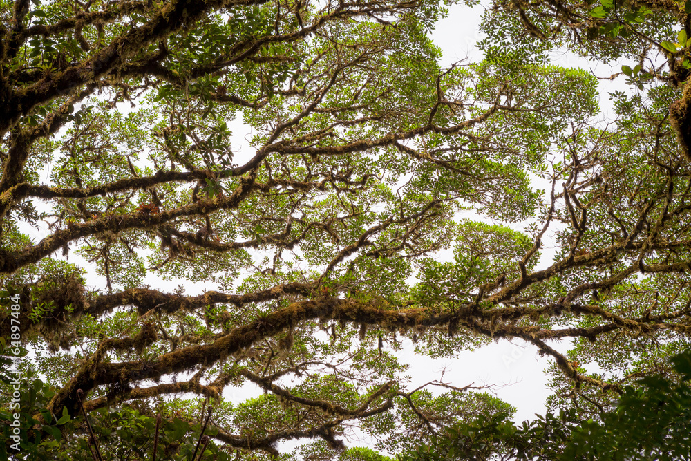 Fototapeta premium Tree foliage in rainforest