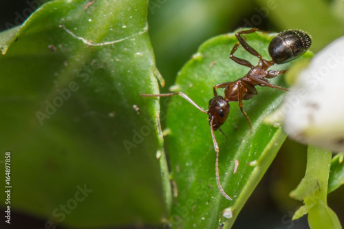 Ant on Leaf © justin