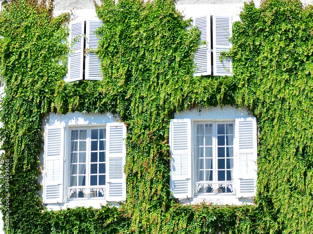 White old house covered with leaves of wild grapes White old house covered with leaves of wild grapes