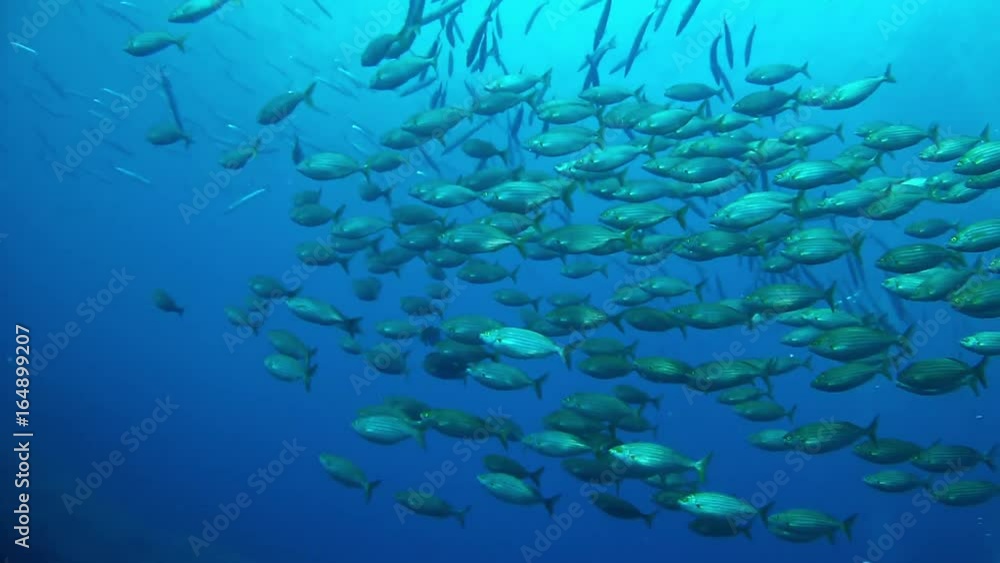 Underwater salema fish and barracudas in a very blue sea, marine life Underwater salema fish and barracudas in a very blue sea, marine life