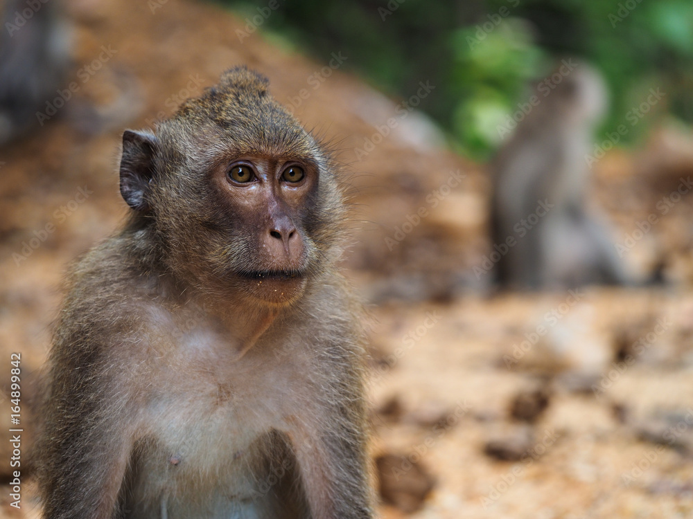 Naklejka premium Koh Chang Monkeys