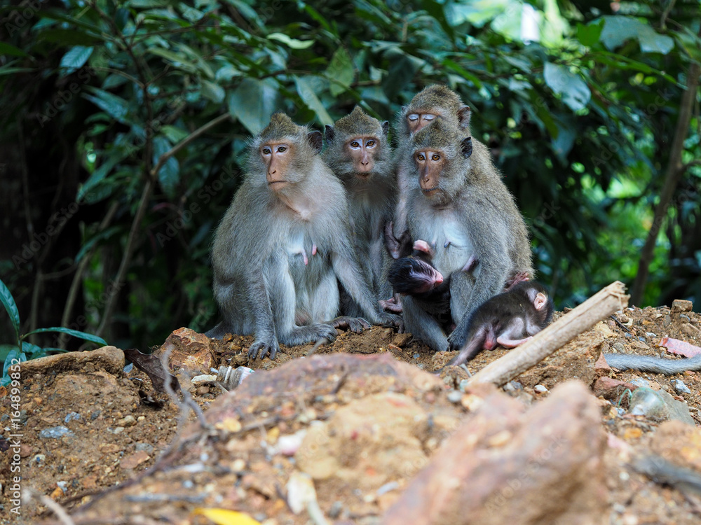 Koh Chang Monkeys Koh Chang Monkeys