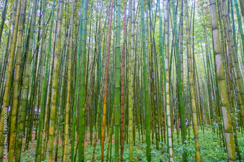 Beatiful view of bamboo forest at Arashiyama, Kyoto, Japan