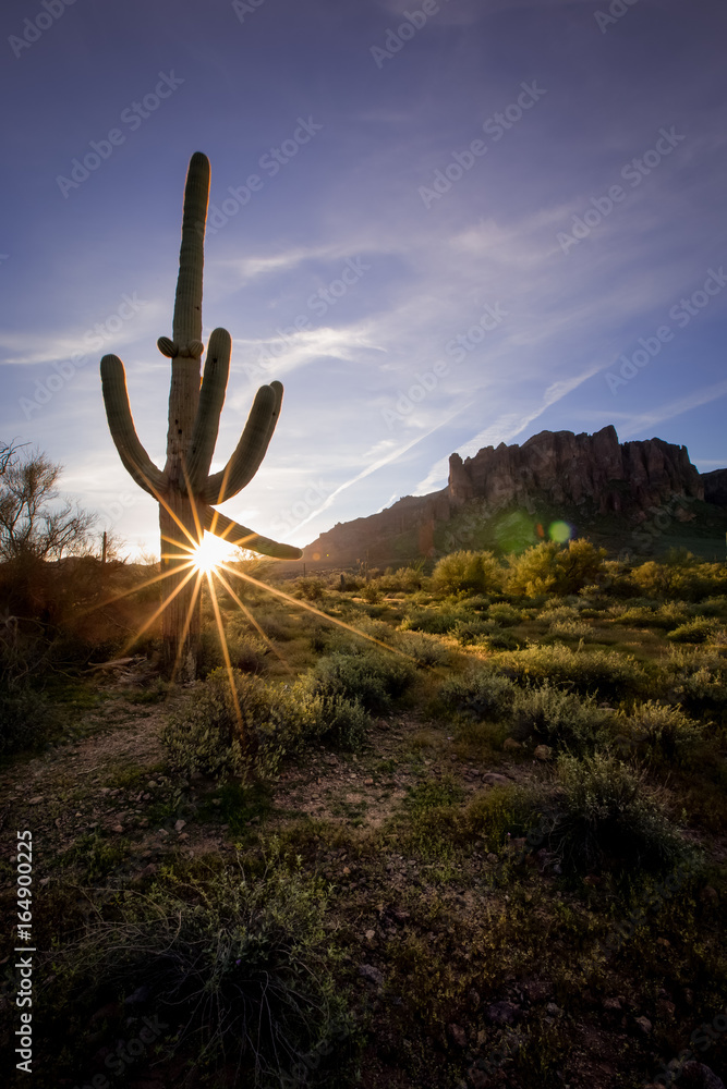 Saguaro Sunrise