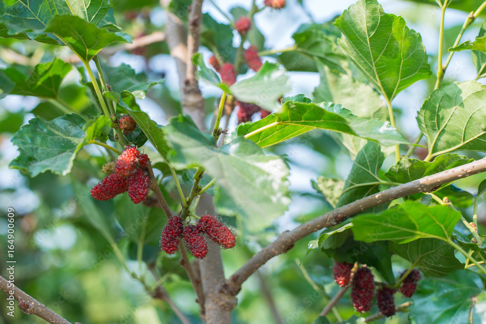 Close up of mulberry fruit with green leaves on tree. Close up of mulberry fruit with green leaves on tree.