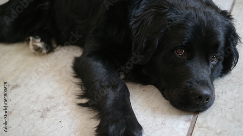 A face of black bernese mountain dog looking sadly